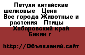 Петухи китайские шелковые › Цена ­ 1 000 - Все города Животные и растения » Птицы   . Хабаровский край,Бикин г.